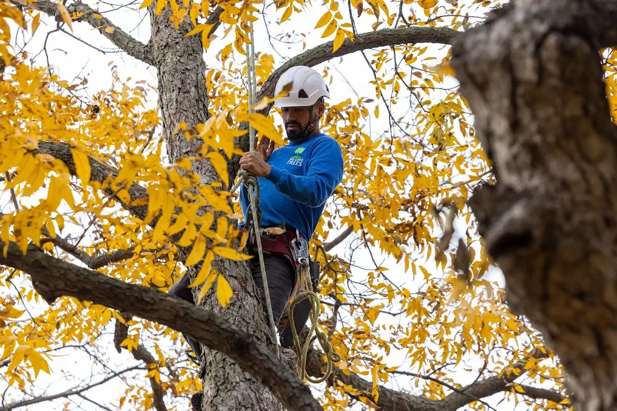 Skilled Storm Damage Cleanup crew working in Williamsburg